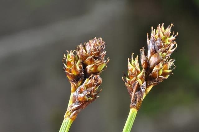 Carex di Lachenal 4