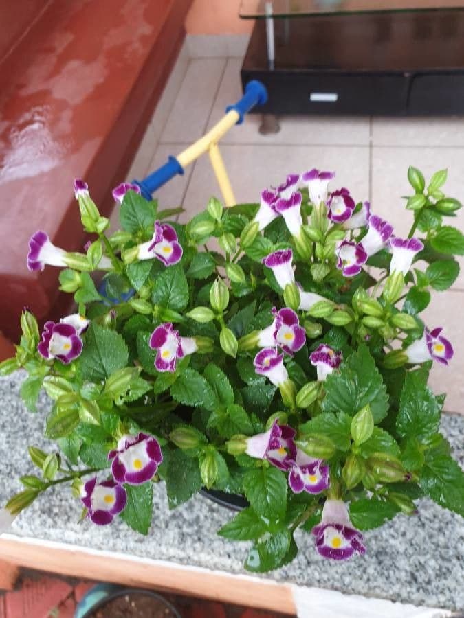 Torenia 11