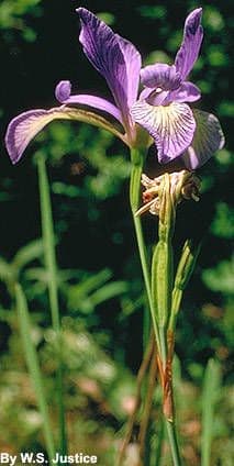 Iris prismatica