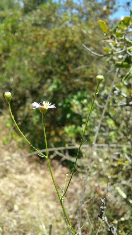 Erigeron 22
