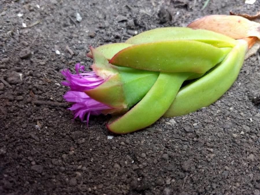 Fico degli Ottentotti 24