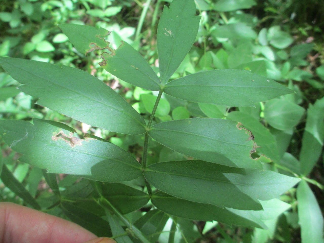 Oxypolis rigido 6