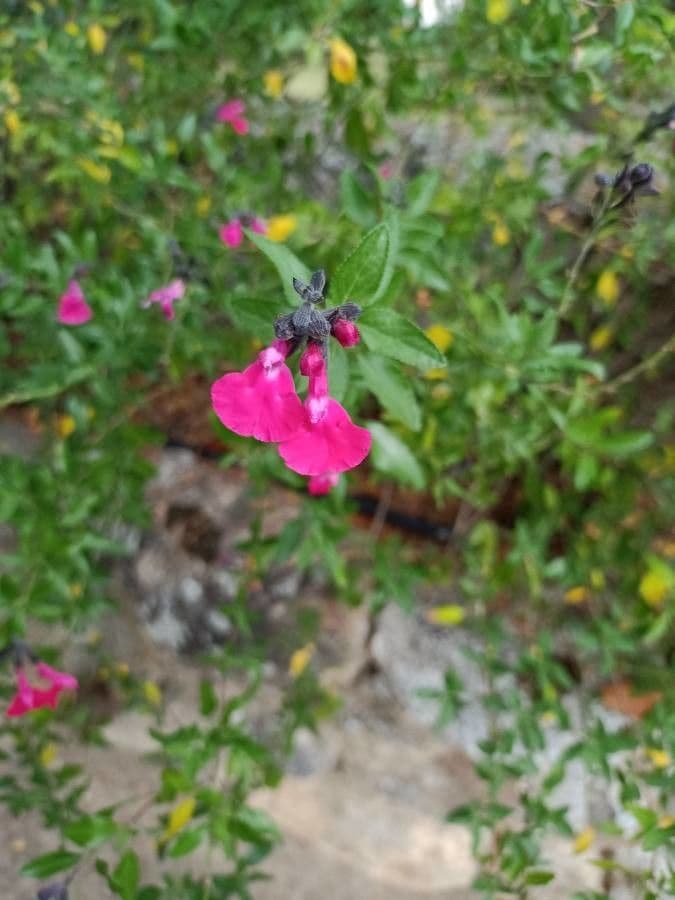 Salvia a foglie piccole 5