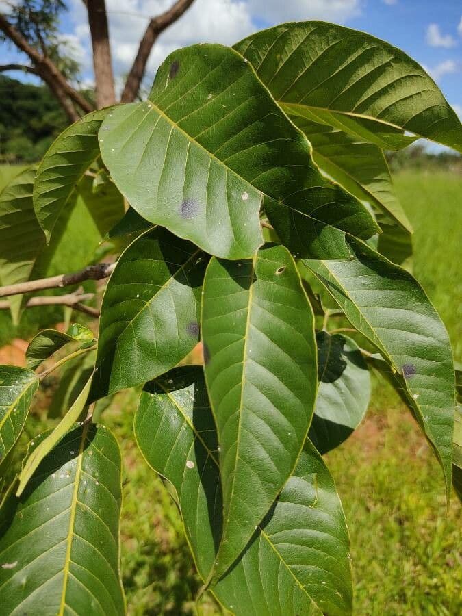Magnolia acuminata 20
