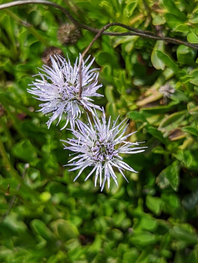 Globularia 7