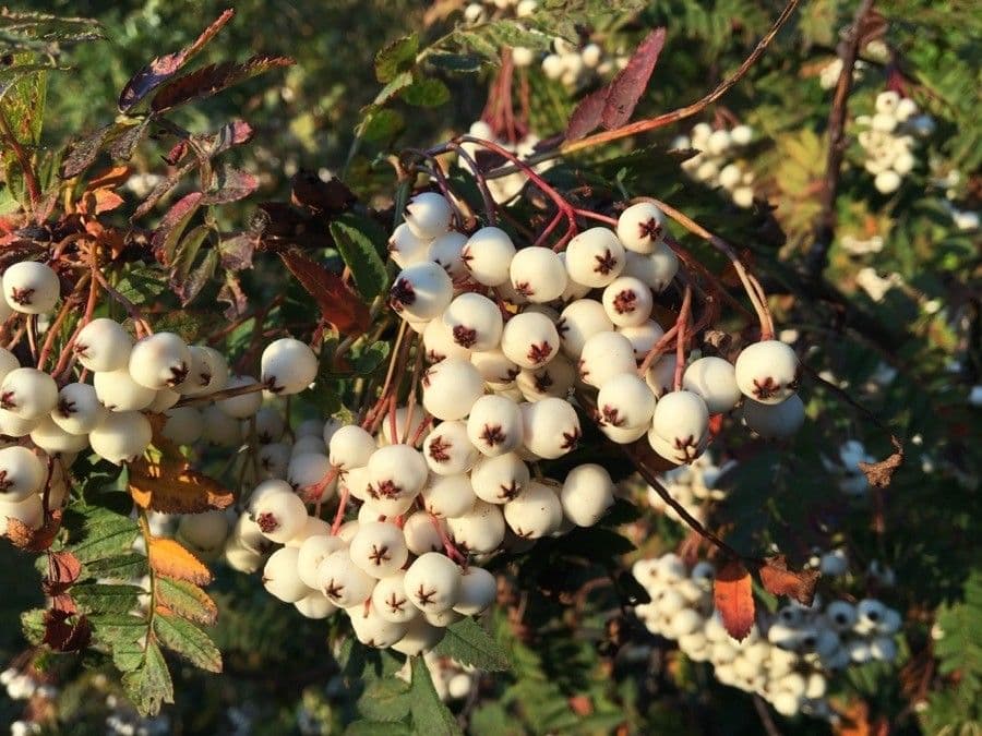 Koehnes Eberesche 4