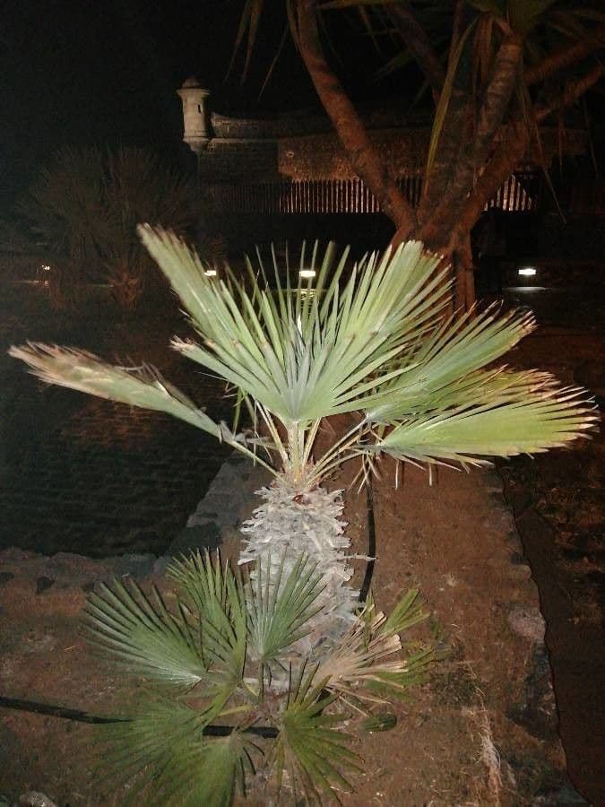 Palmito 7