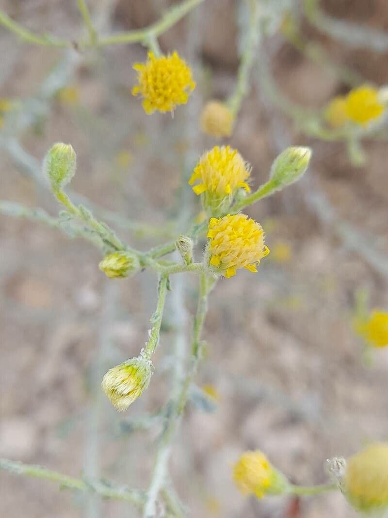 Pulicaria 6