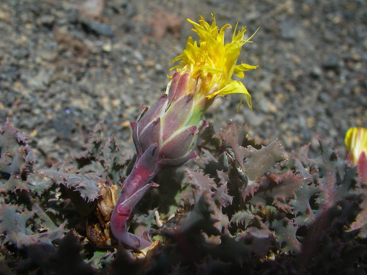 Reichardia
