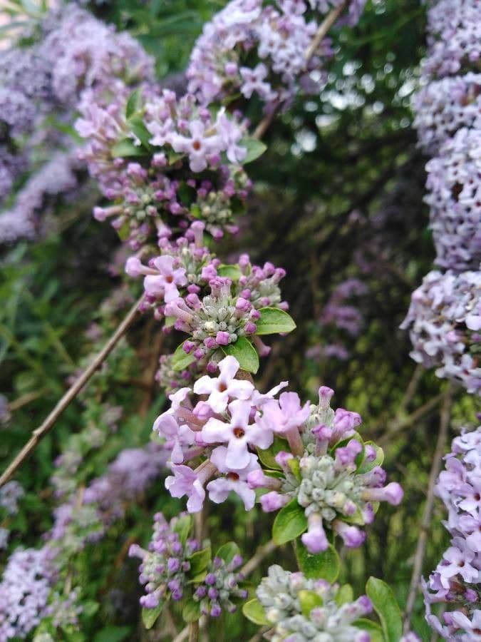 Buddleja 5