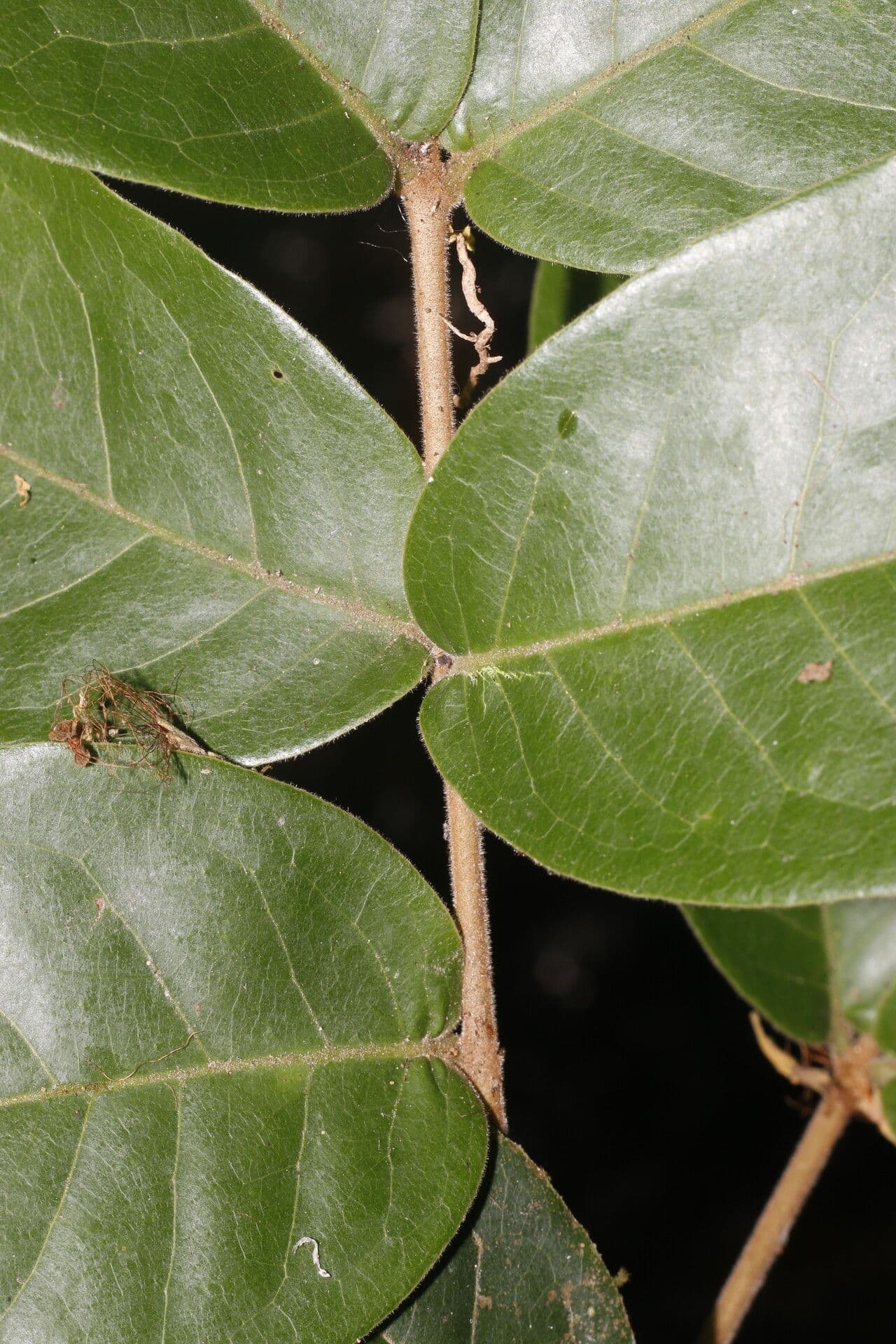 Eugenia 8