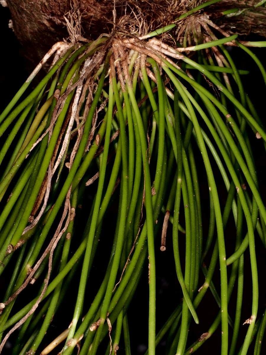 Ceratostylis 9