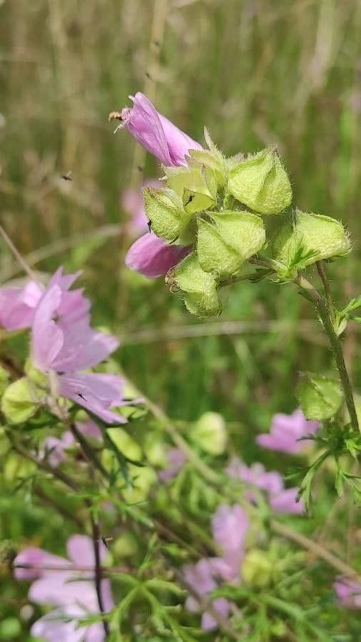 Malva moscata 4