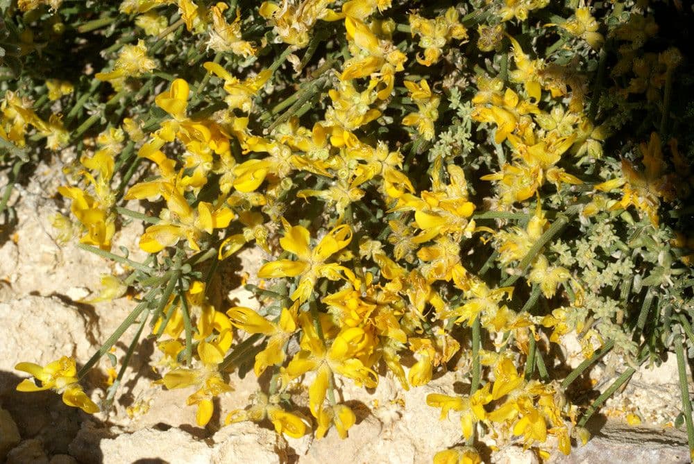 Ginestra
