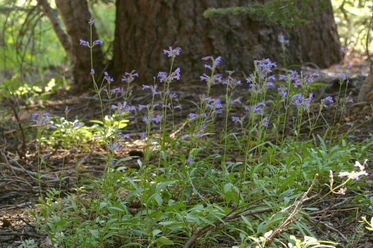 Penstemon esile 11