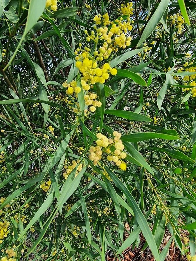 Acacia 2