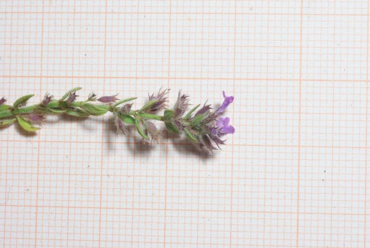 Micromeria 4