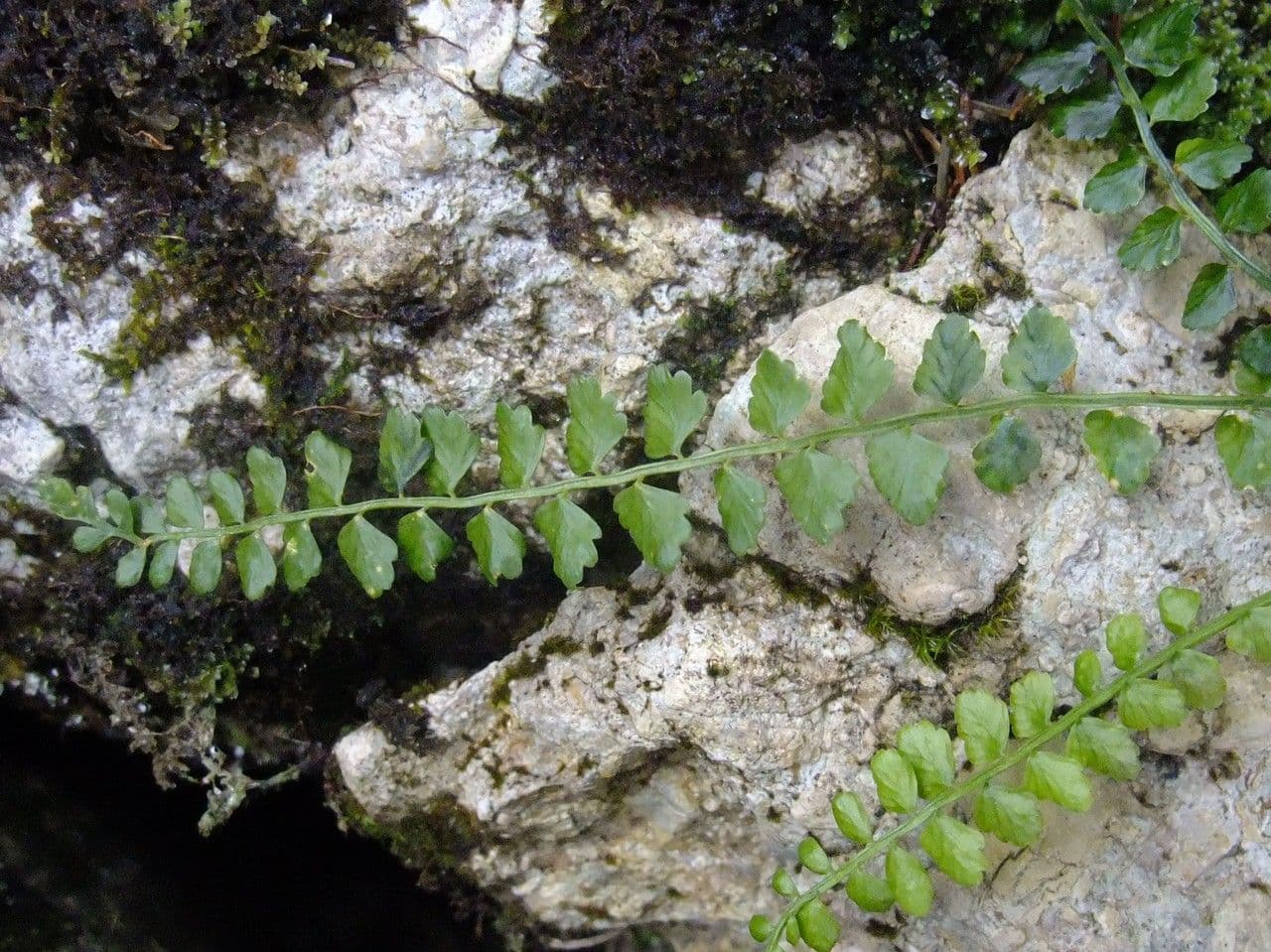 Asplenio verde 11