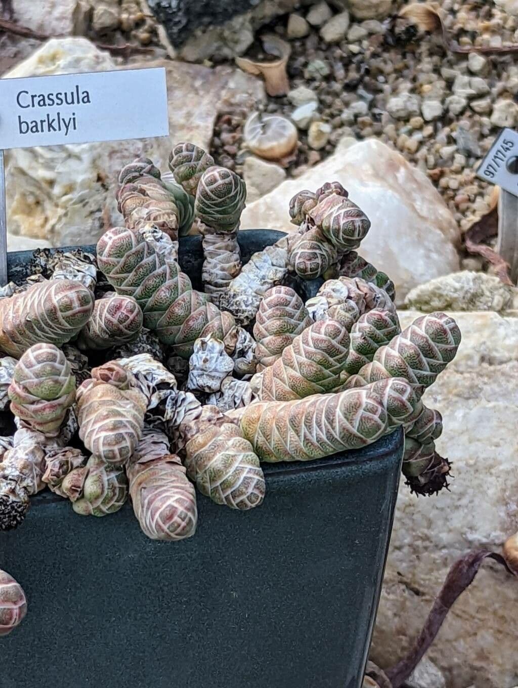 Crassula 7