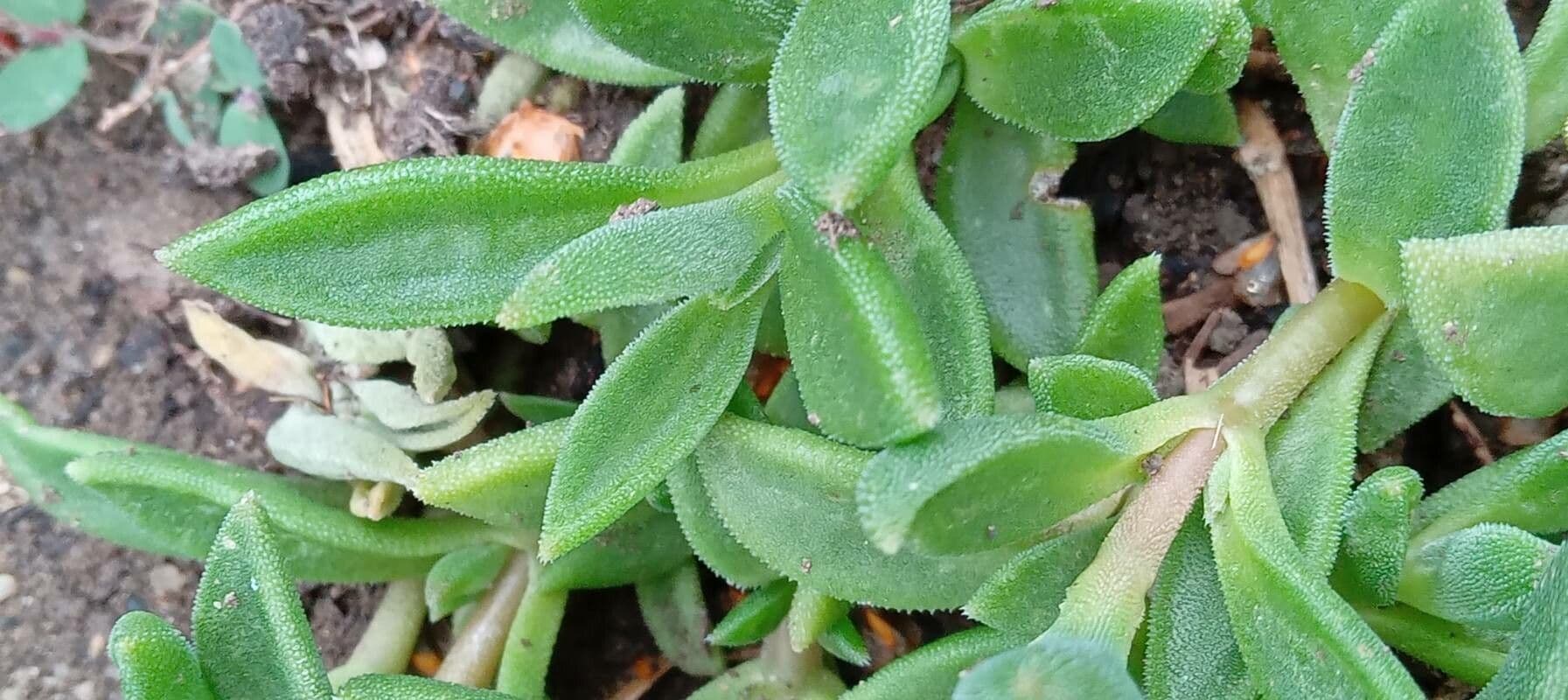 Pianta di ghiaccio 15