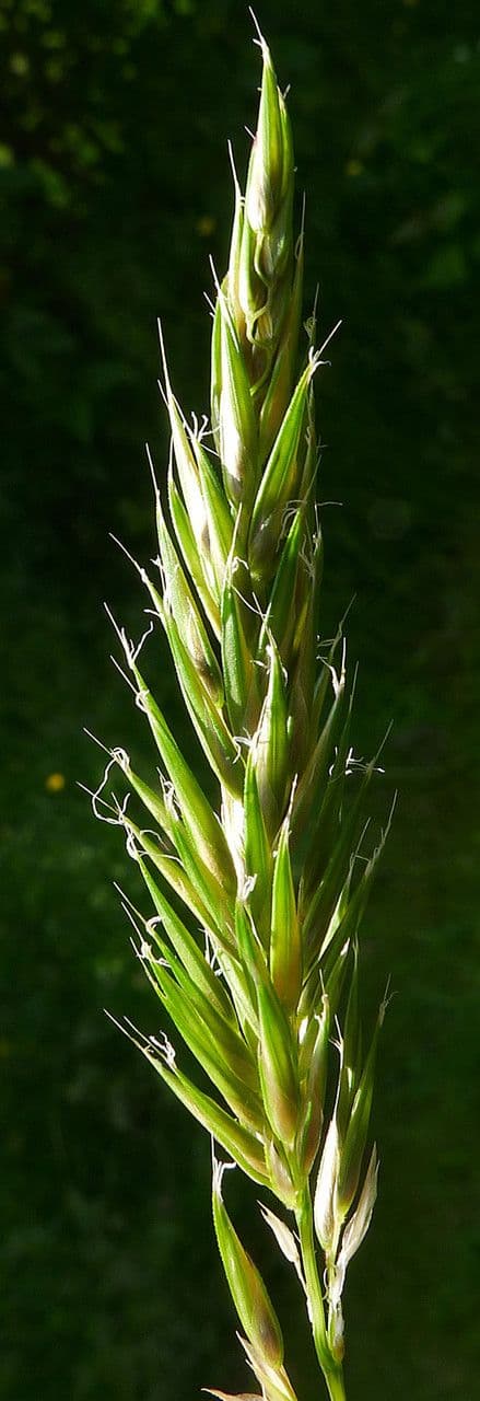 Antoxanto 9