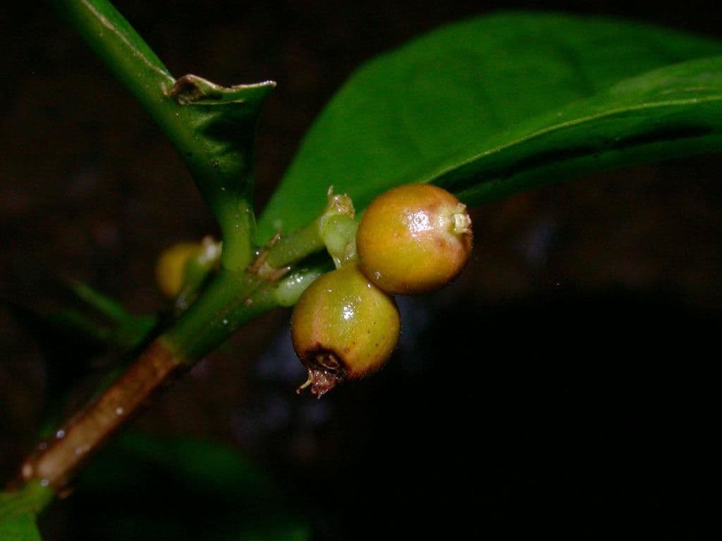 Eumachia 2