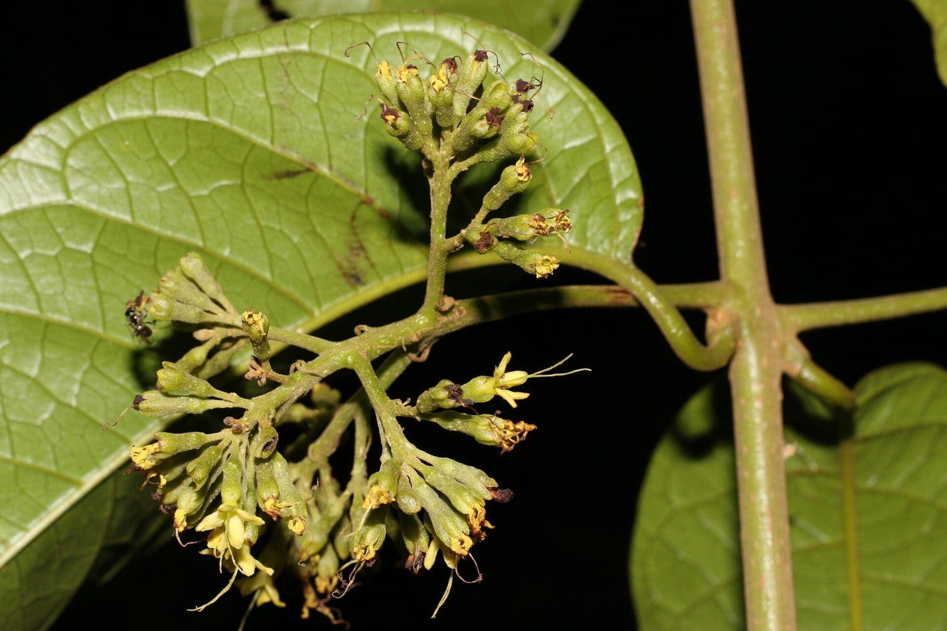 Aegiphila 2