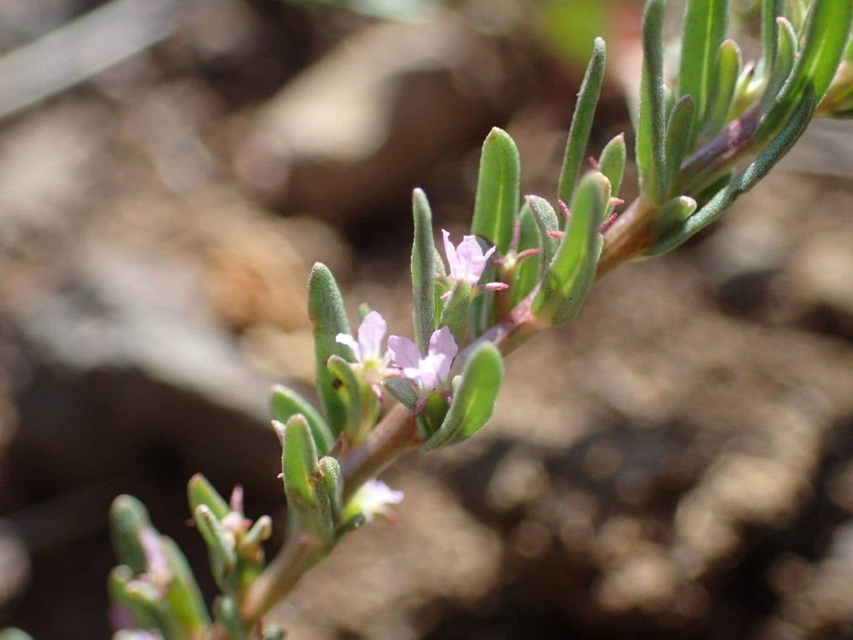 Salcerella timoidea 3