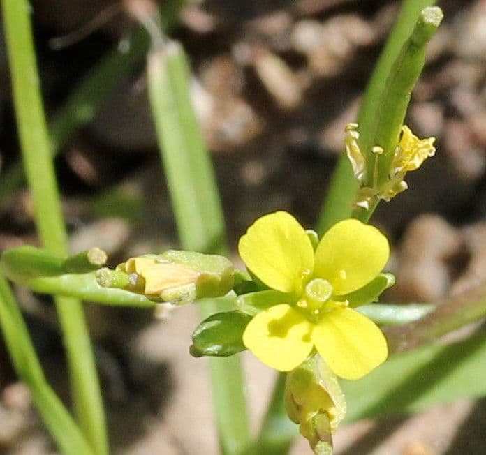 Erba moscatella 7