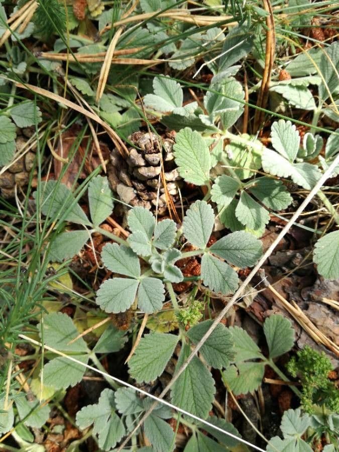 Potentilla 12