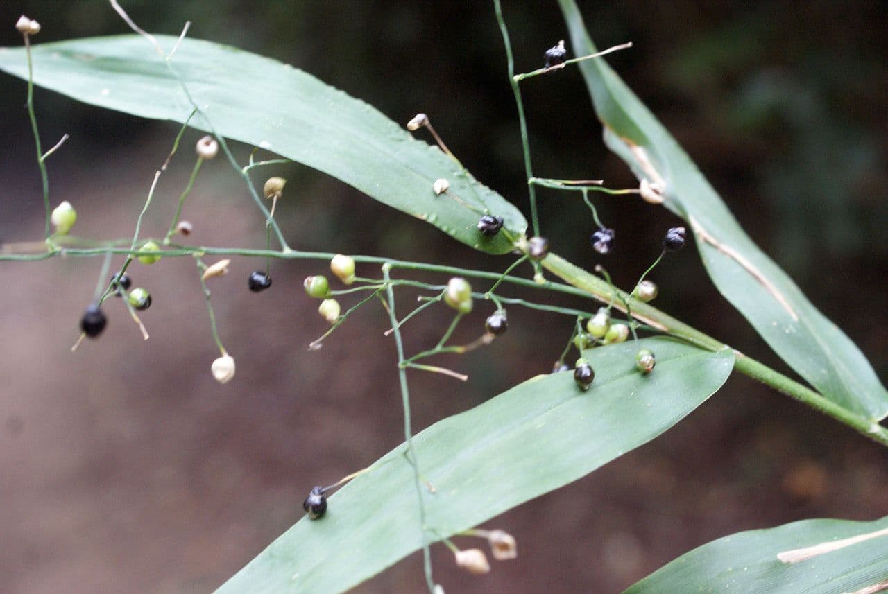 Lasiacis maculata