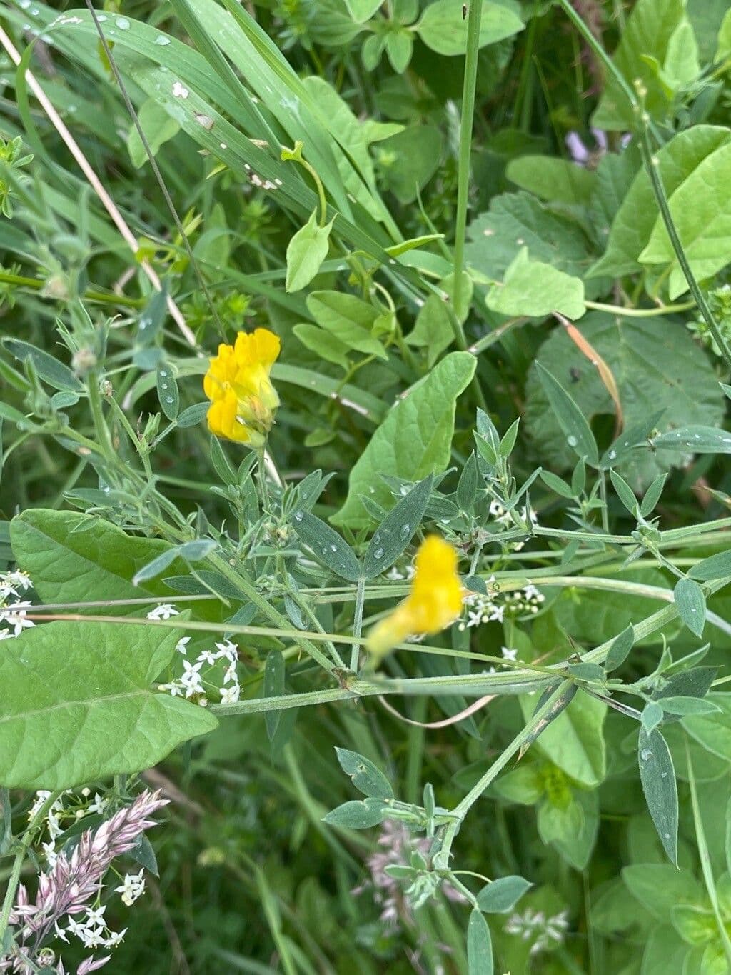 Wiesen-Platterbse 15