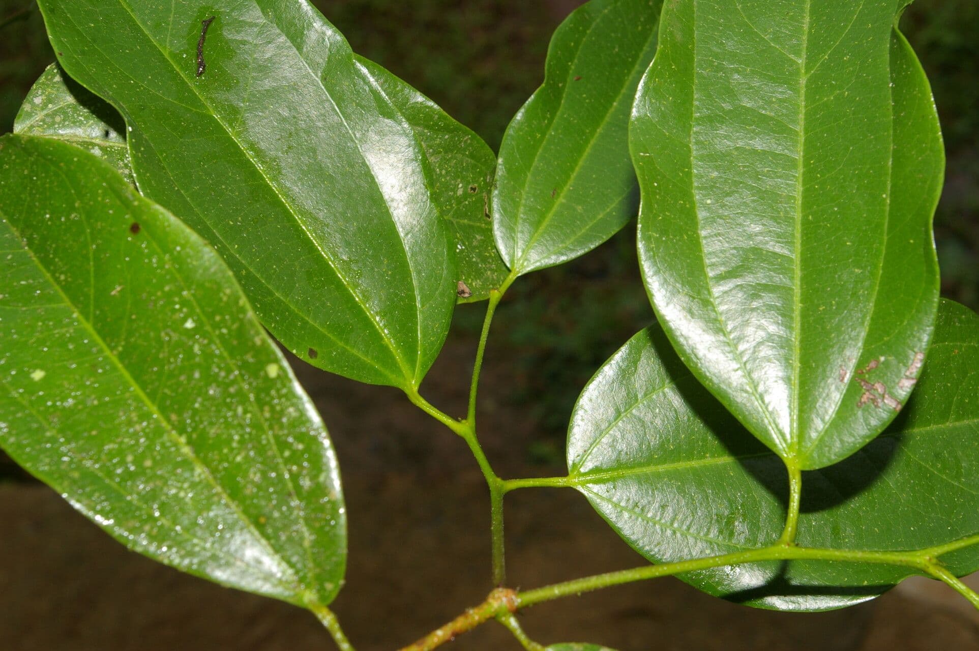 Matudaea 6