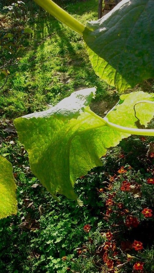 Bitter bottle gourd 18