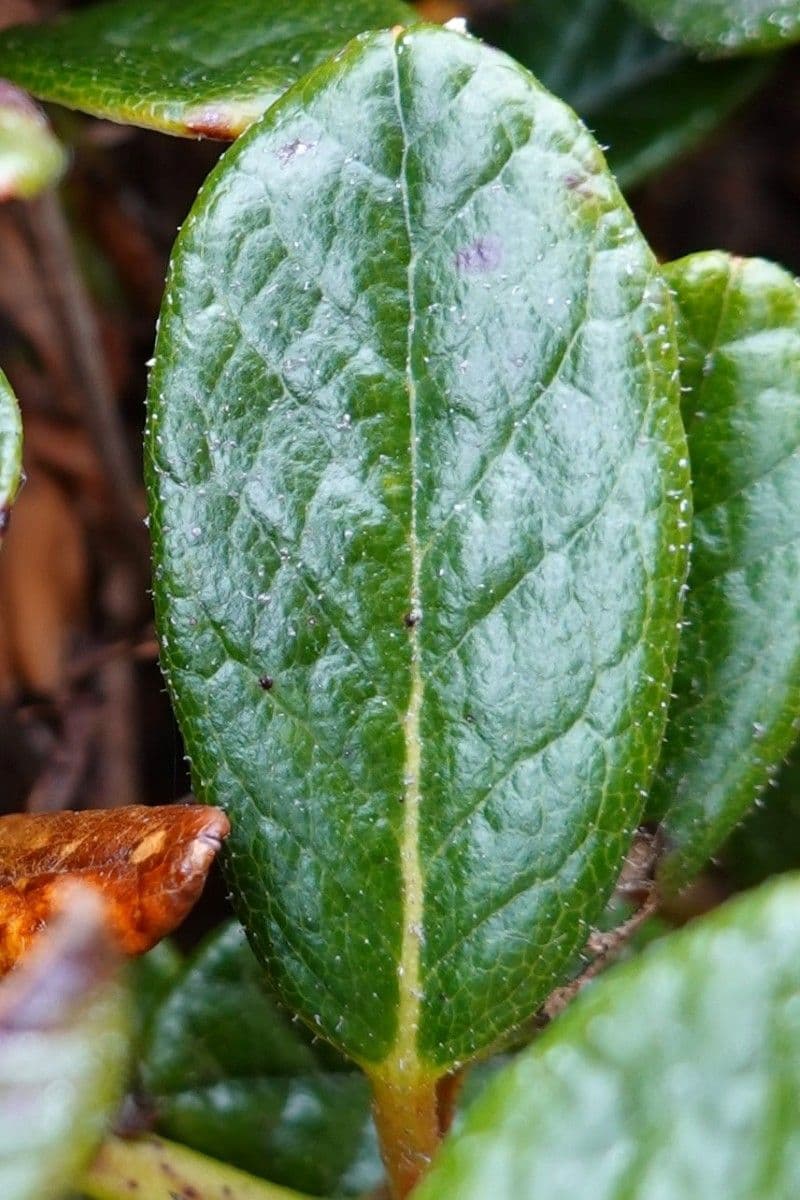 Rododendro 15