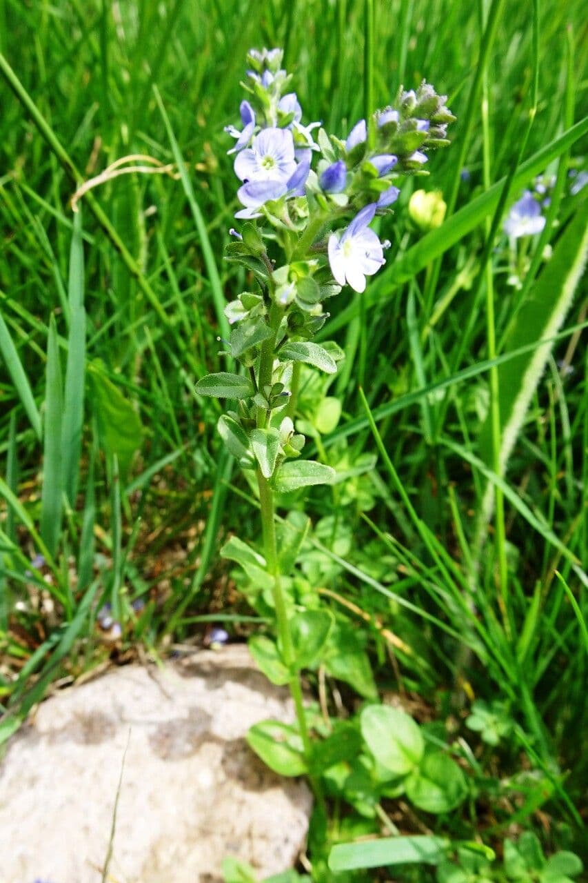 Veronica serpilifolia 11