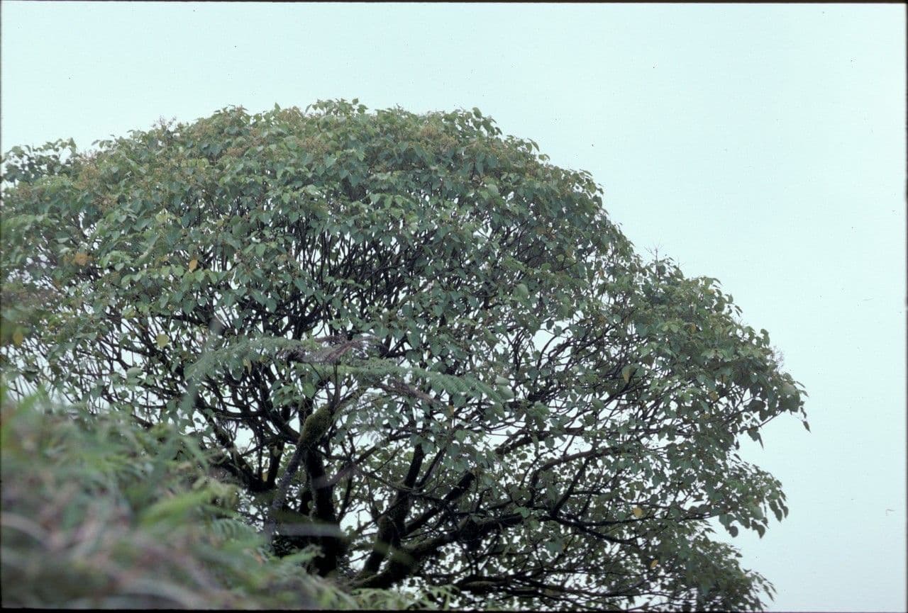 Schefflera
