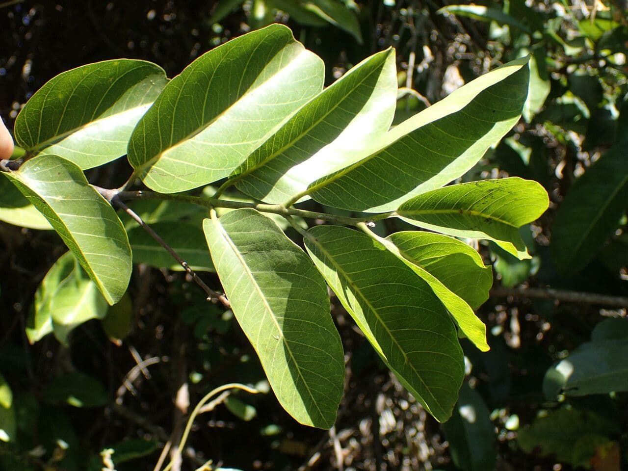 Saba 4