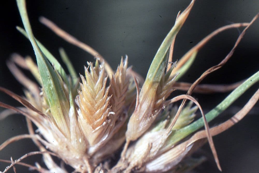Ammochloa