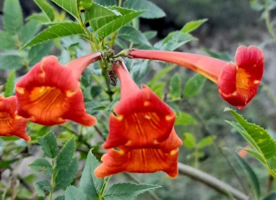 Tecoma