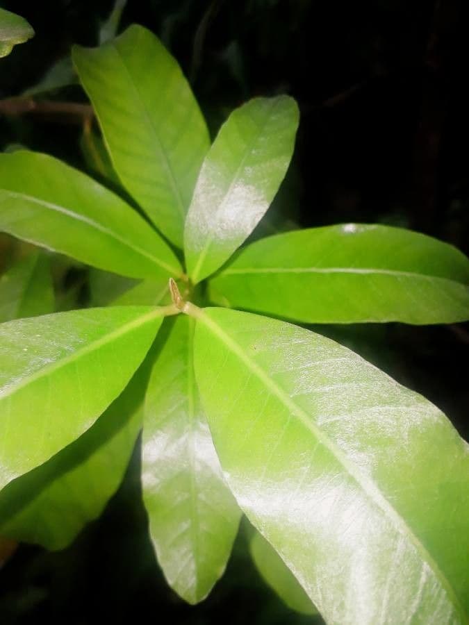 Myrsine coriacea 11
