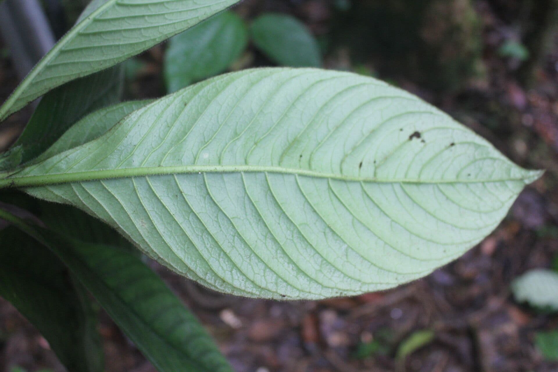 Notopleura 4