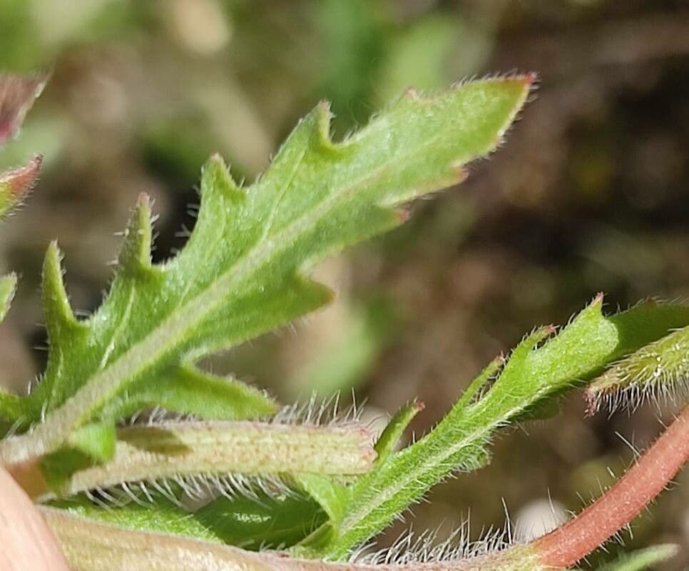 Onagra laciniata 15
