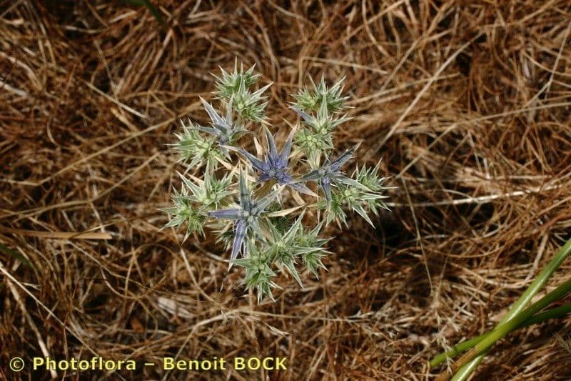 Panicaut 11