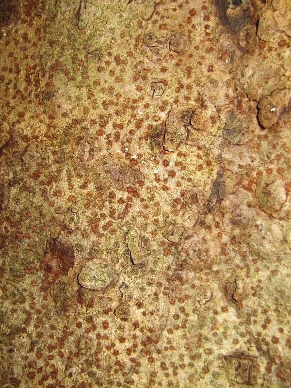 Parkia nitida 6