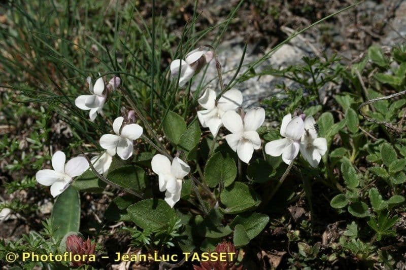 Viola rupestre 7