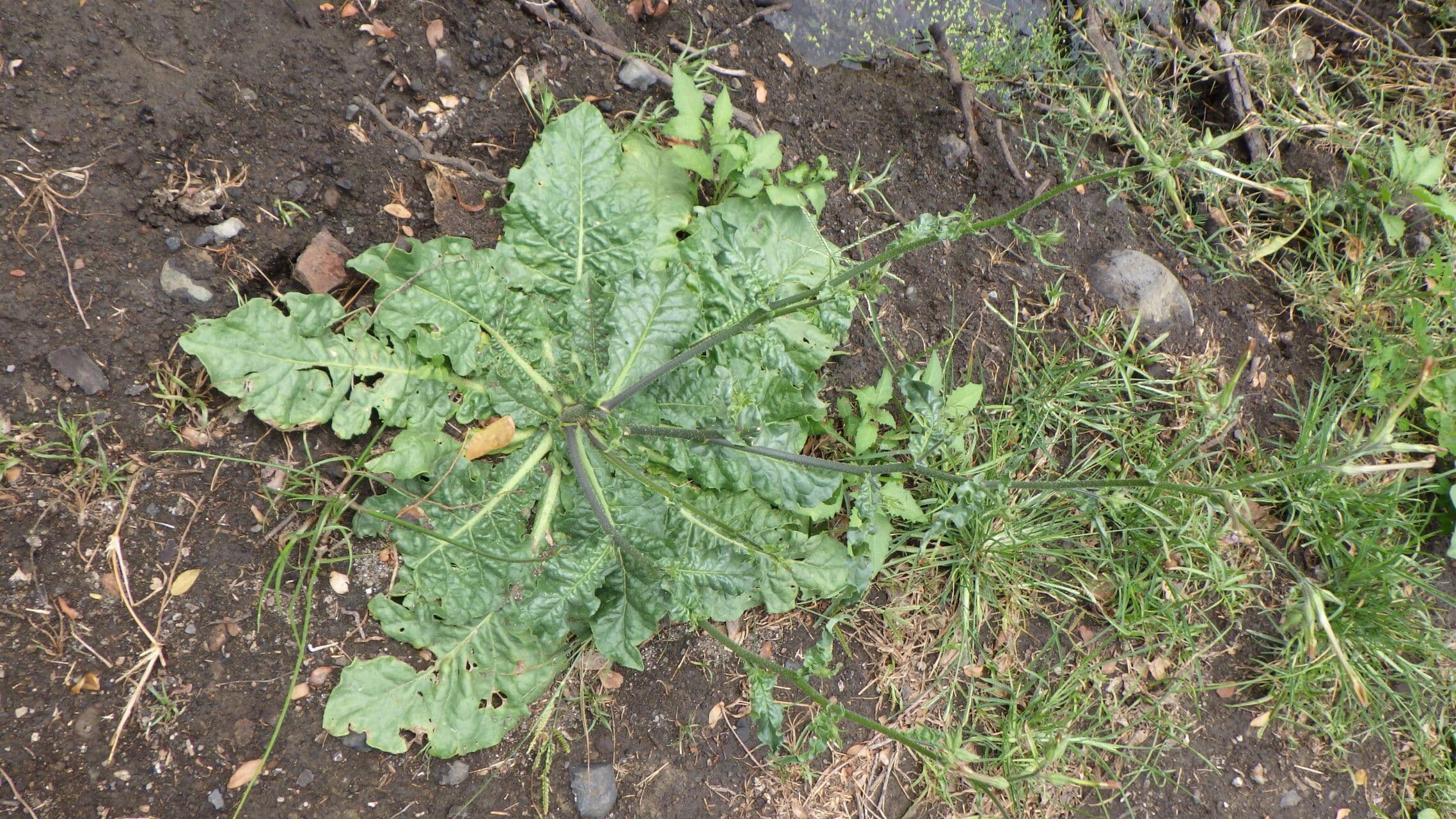Tabaco de plomo 8