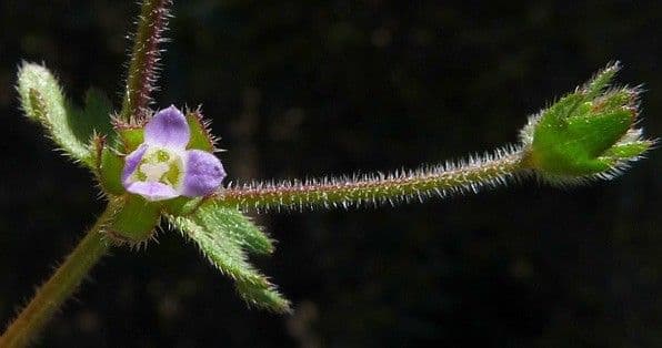Campanula erinus 6