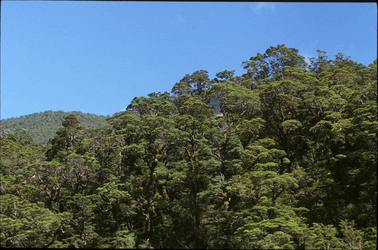 Silberbuche 2