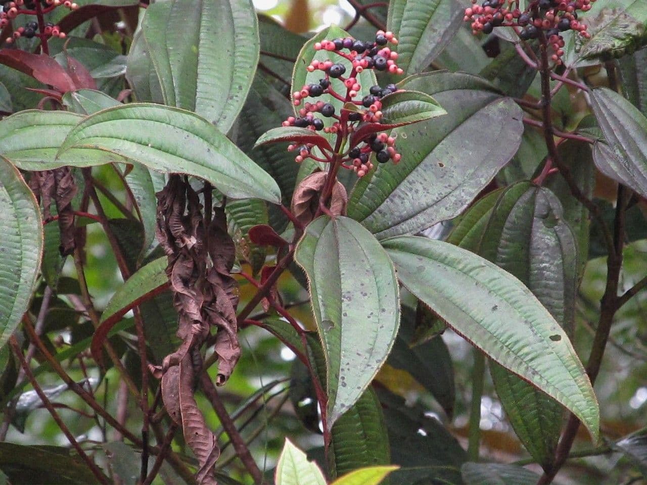 Miconia 4